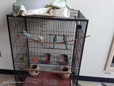 5 bajri parrot with cage brand new cage