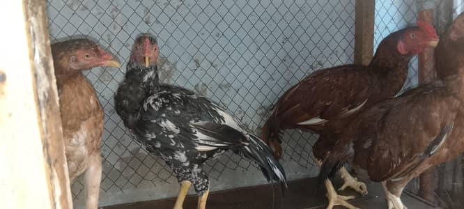 aseel bird