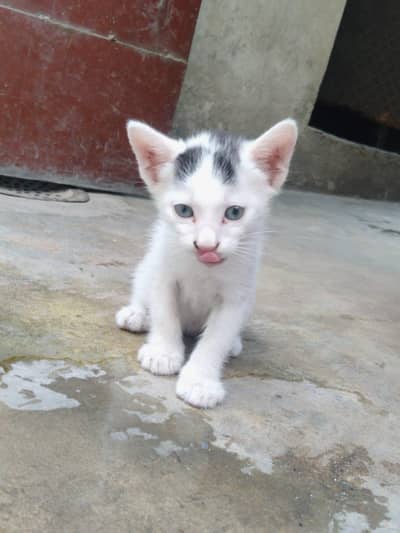 Mother Stray Cat and Baby (Trained)