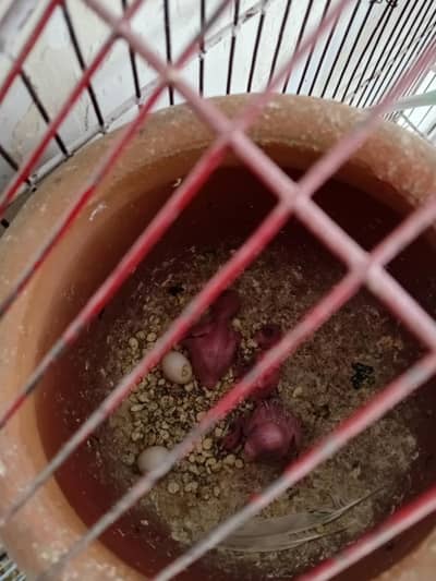 budgie perrot for sale 03154264862
