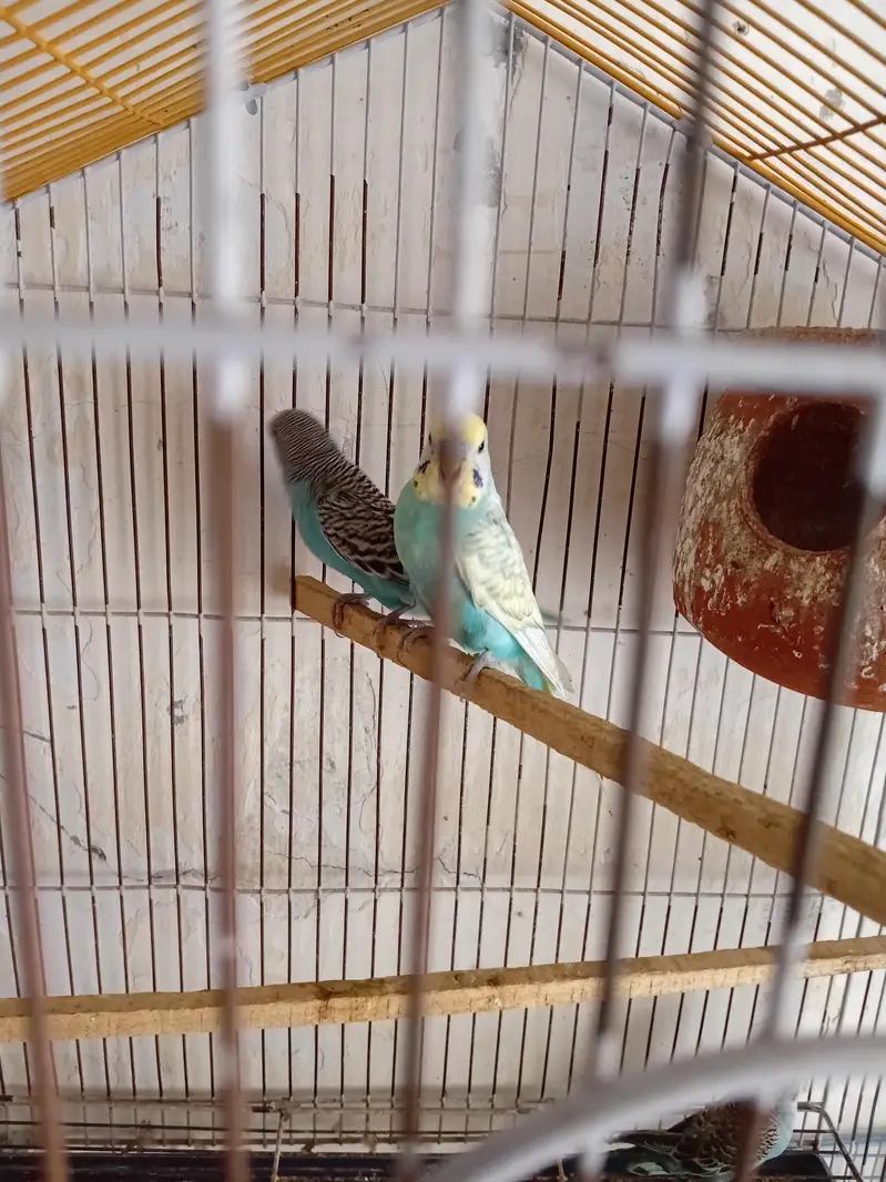 Per pc 700 03154264862 — photo 6
