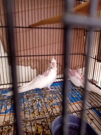 cocktail red eyes phatay (3 pcs)