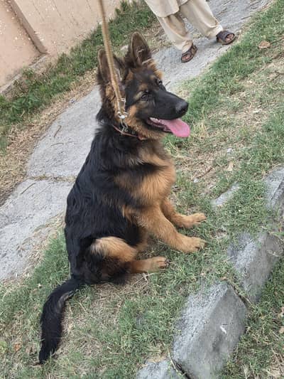 German shepherd long coat female