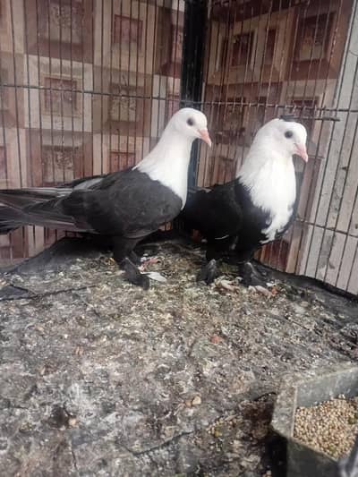 karbalai pigeon kabuter