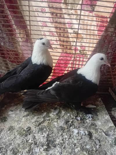 karbalai pigeon kabuter