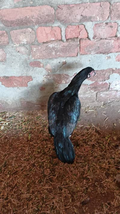 aseel female