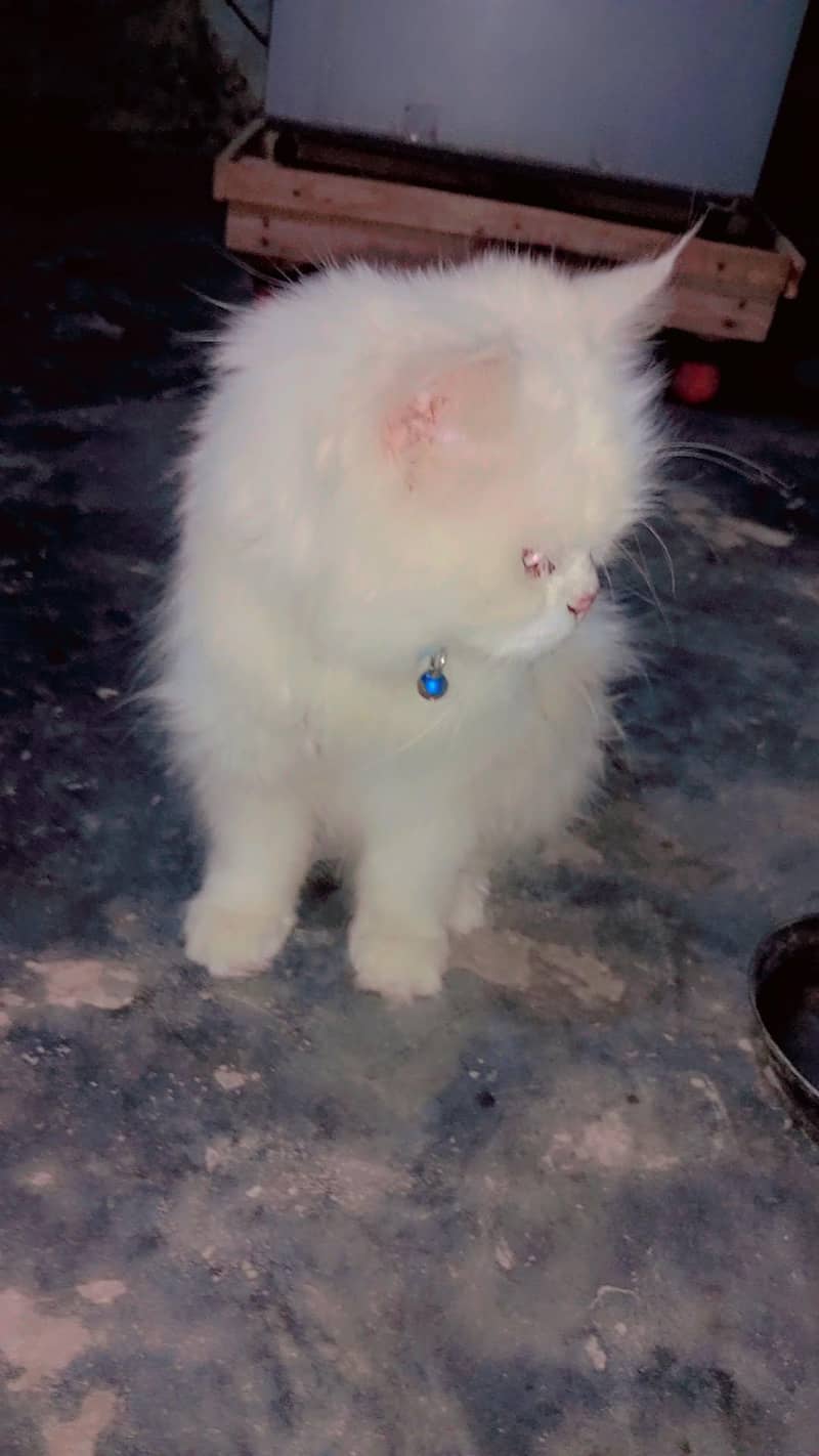 pursion CAT 1