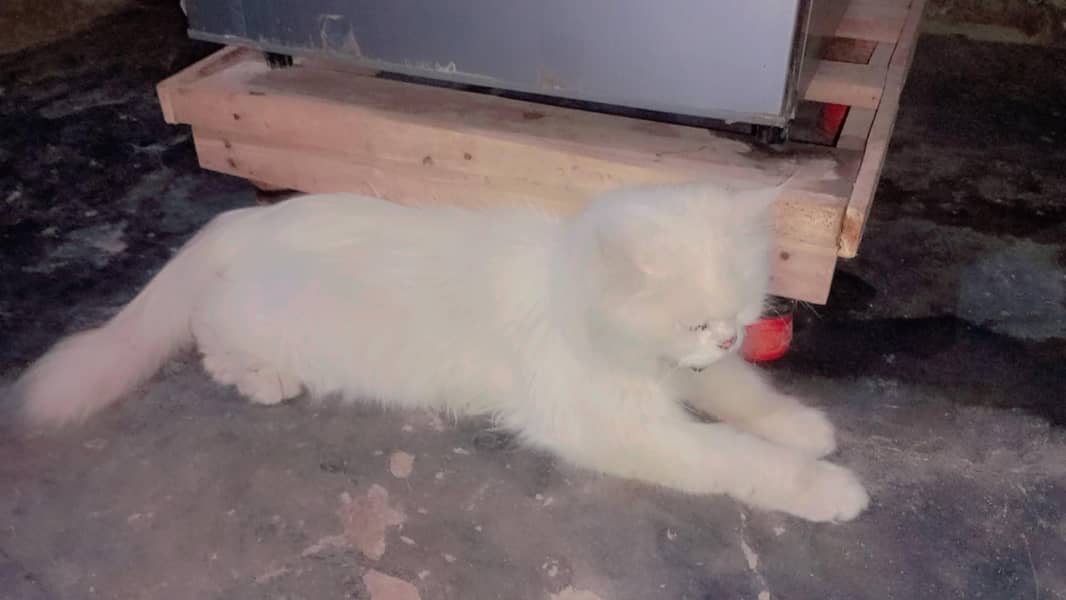 pursion CAT 2