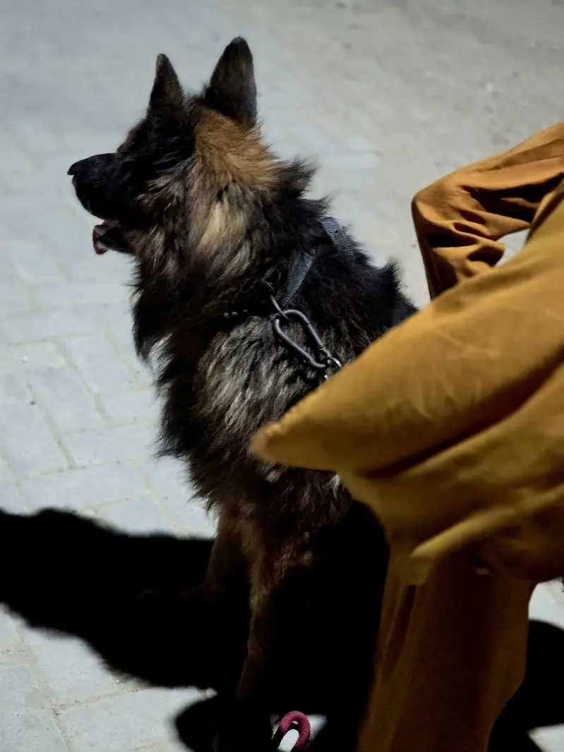 German Shepherd black mark
