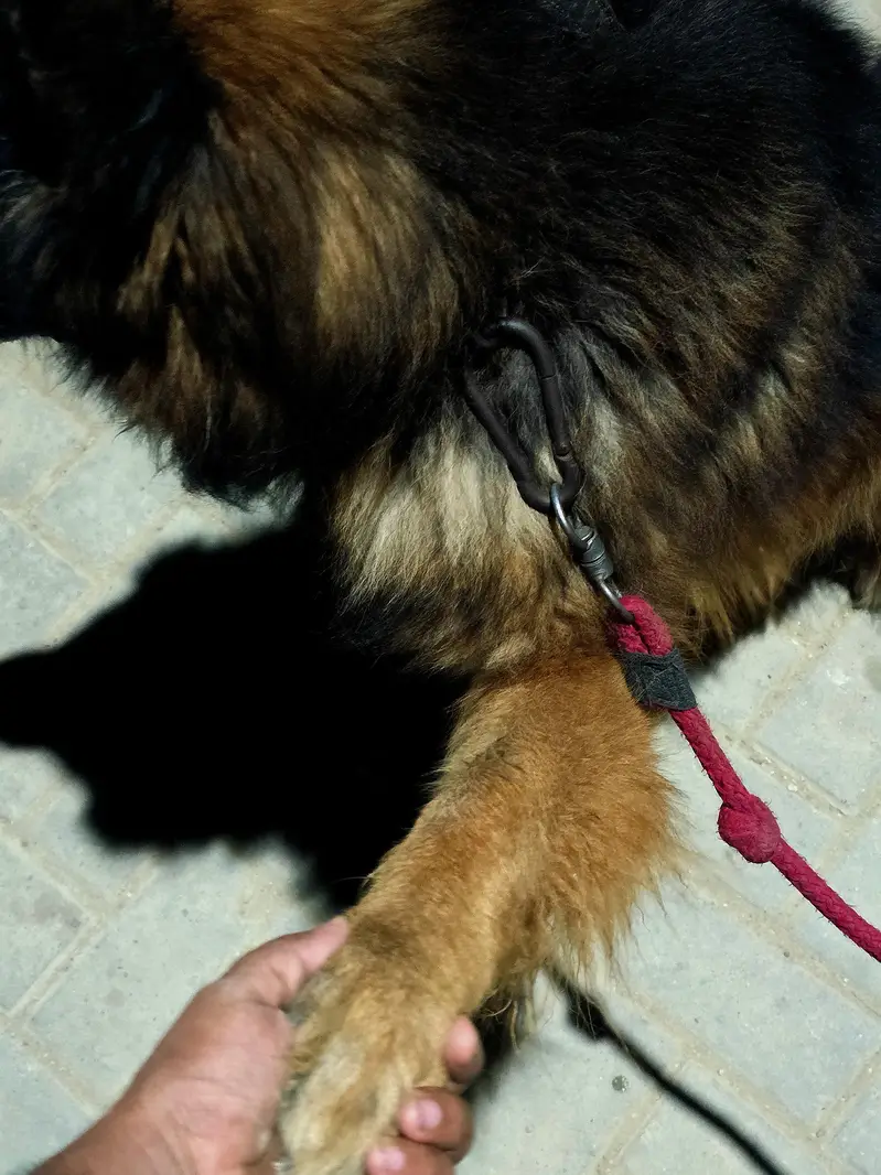 German Shepherd black mark — photo 2