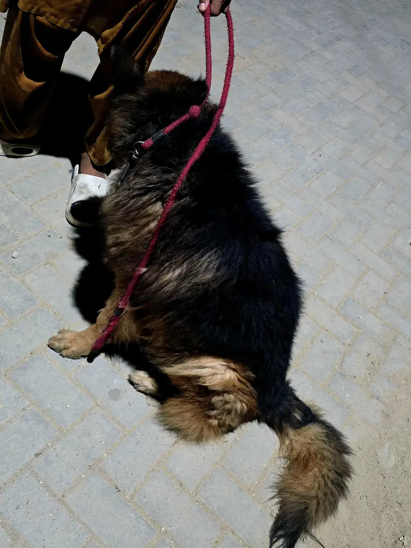 German Shepherd black mark — photo 3