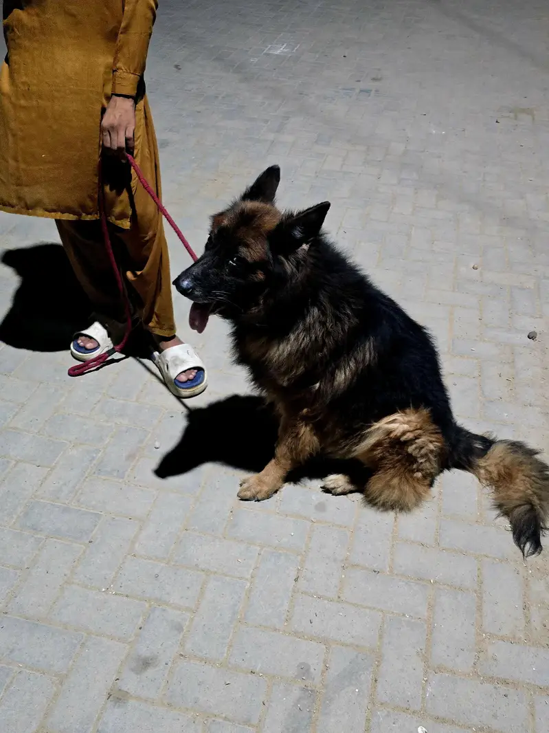 German Shepherd black mark — photo 4