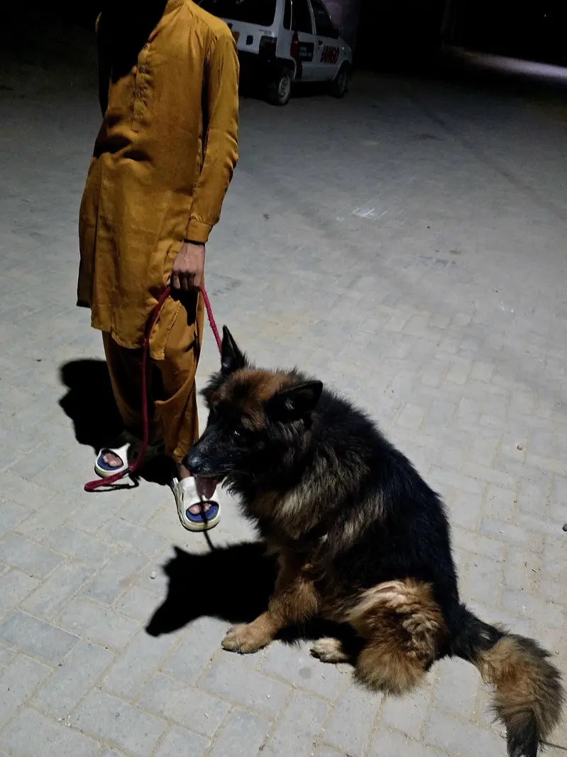 German Shepherd black mark — photo 5