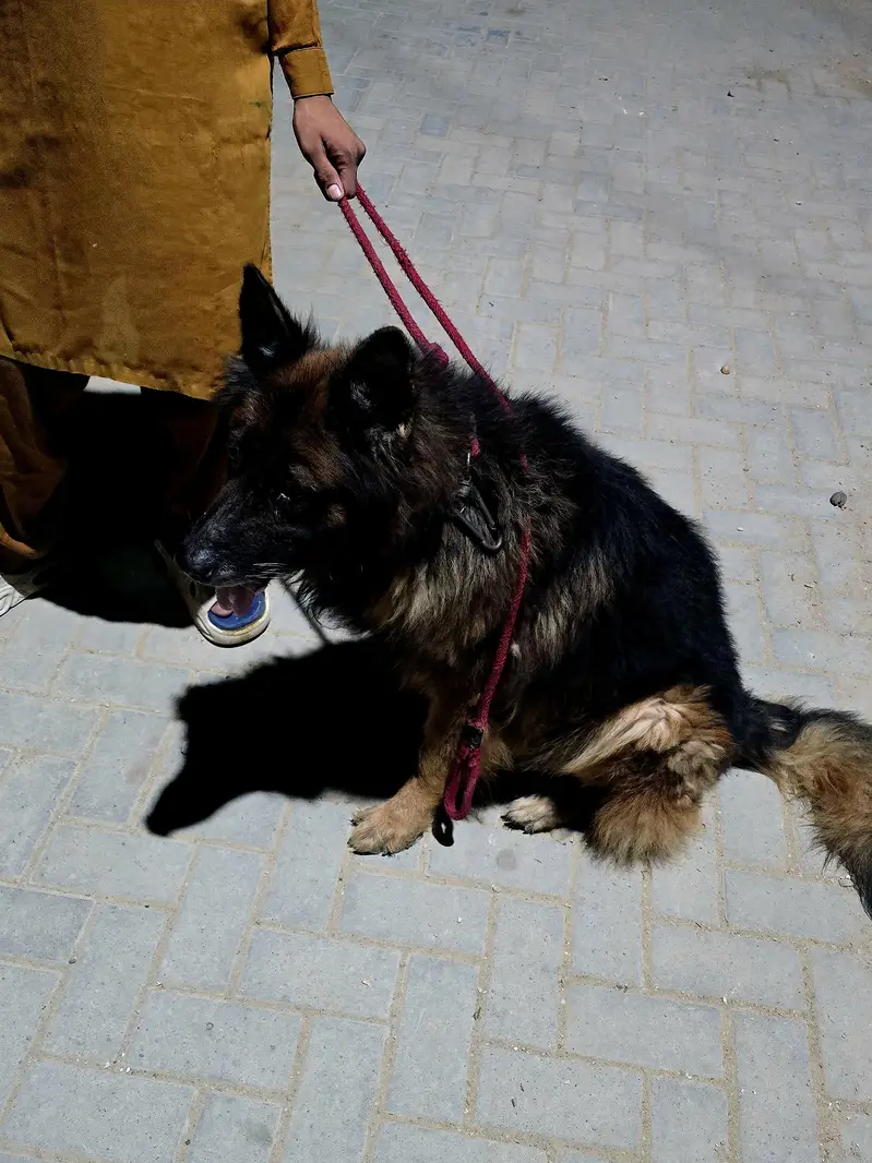 German Shepherd black mark — photo 6