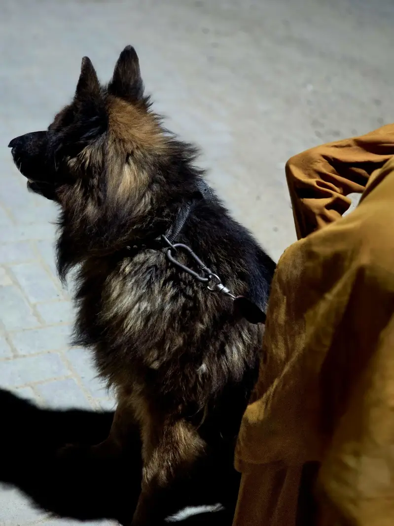 German Shepherd black mark — photo 7