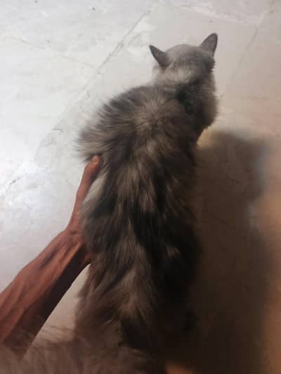 Persian cat with child gray white color and baby color is white