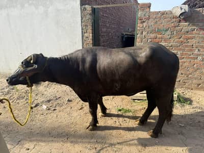 4 dant joohoti hy abi tak pregnet nae hoe sehat mand hy