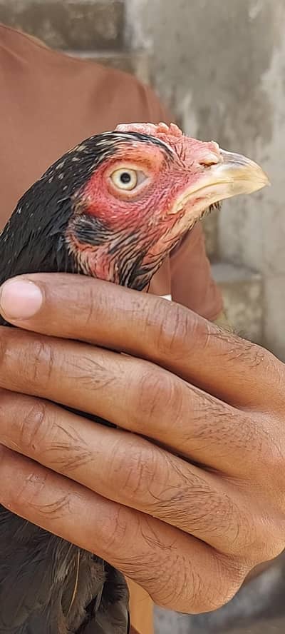 Mainwali Aseel Murgi For Sale