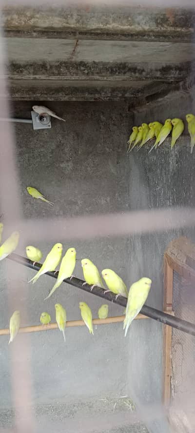Australian Red eyes breader pairs full setup for sale