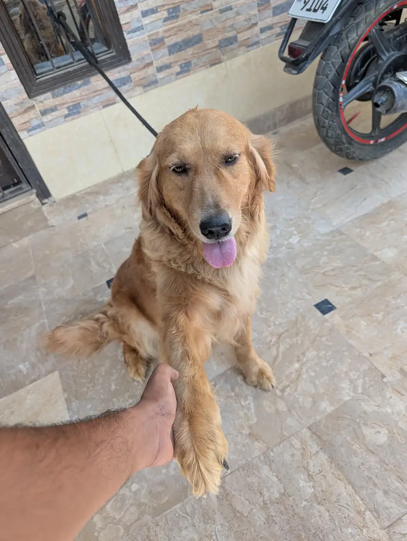 golden retriever female