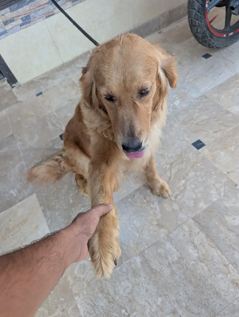 golden retriever female — photo 2