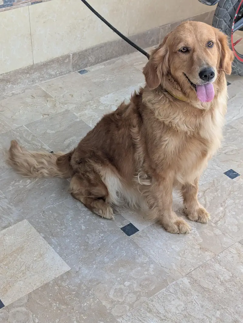 golden retriever female — photo 3