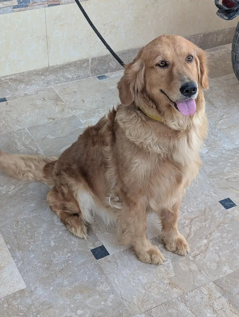golden retriever female — photo 4