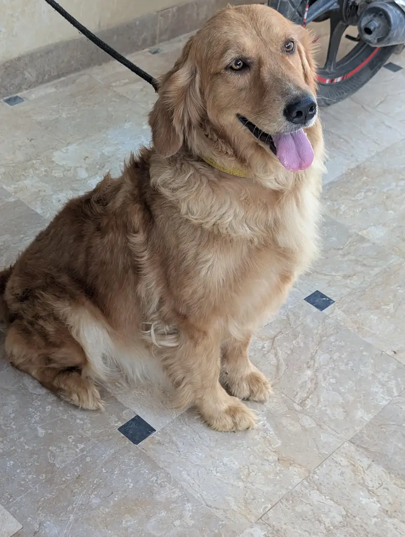 golden retriever female — photo 5