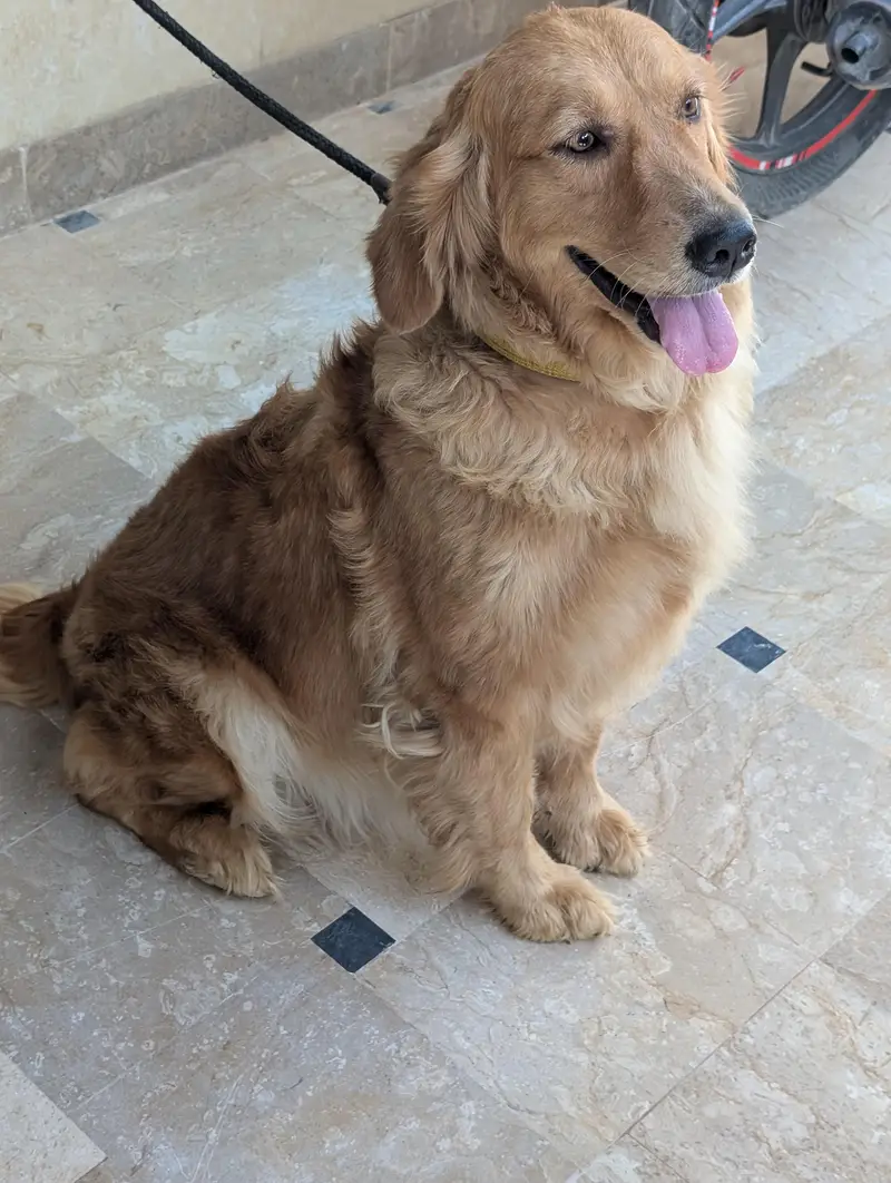golden retriever female — photo 6