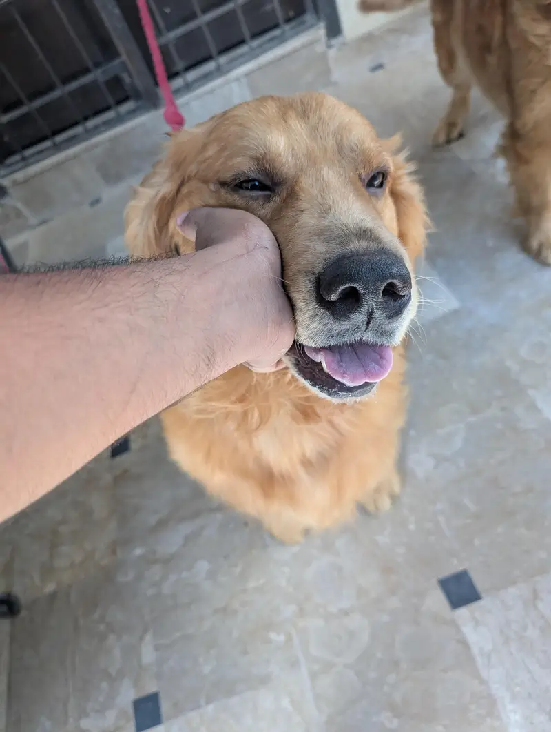 golden retriever female — photo 7