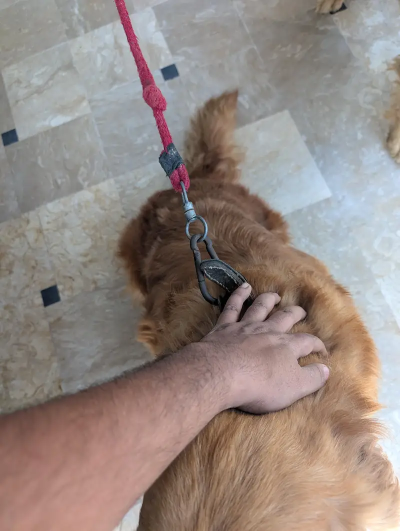golden retriever female — photo 8