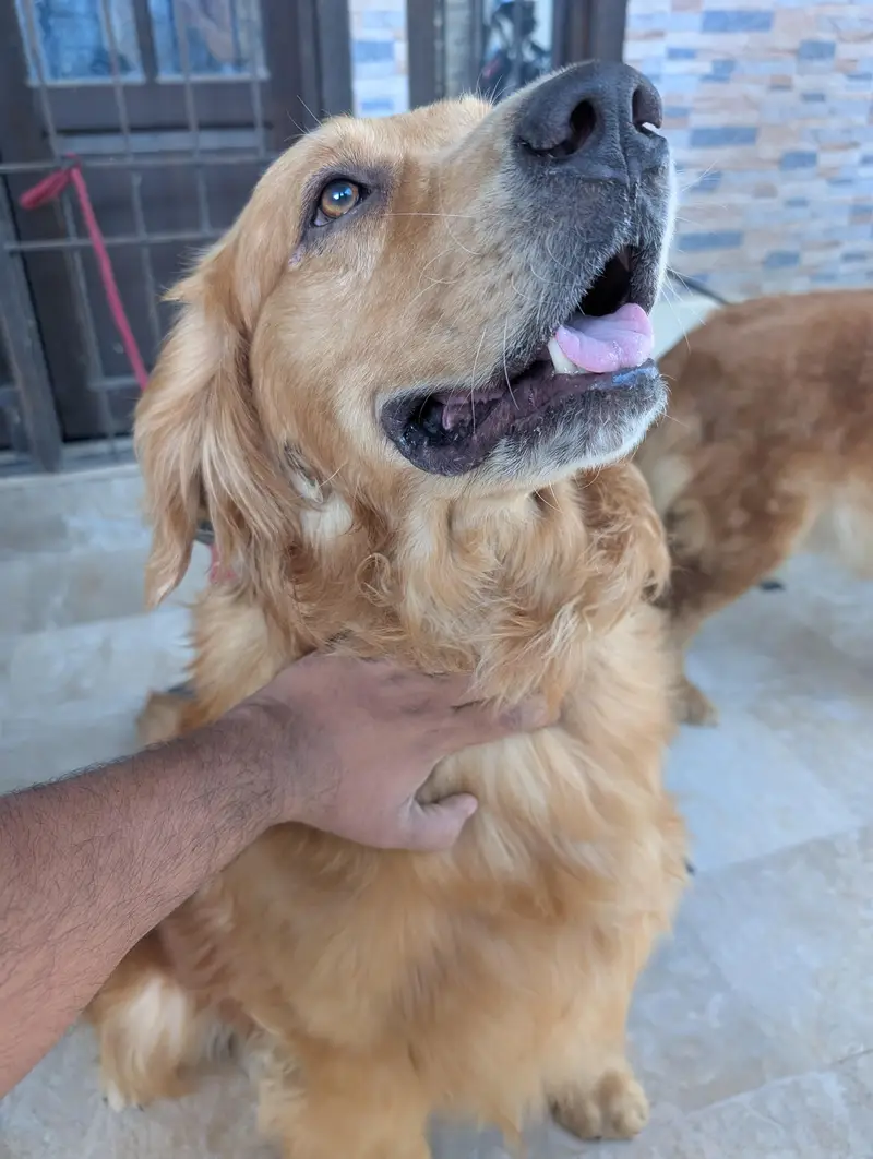 golden retriever female — photo 9