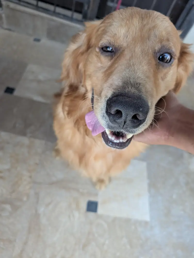 golden retriever female — photo 10