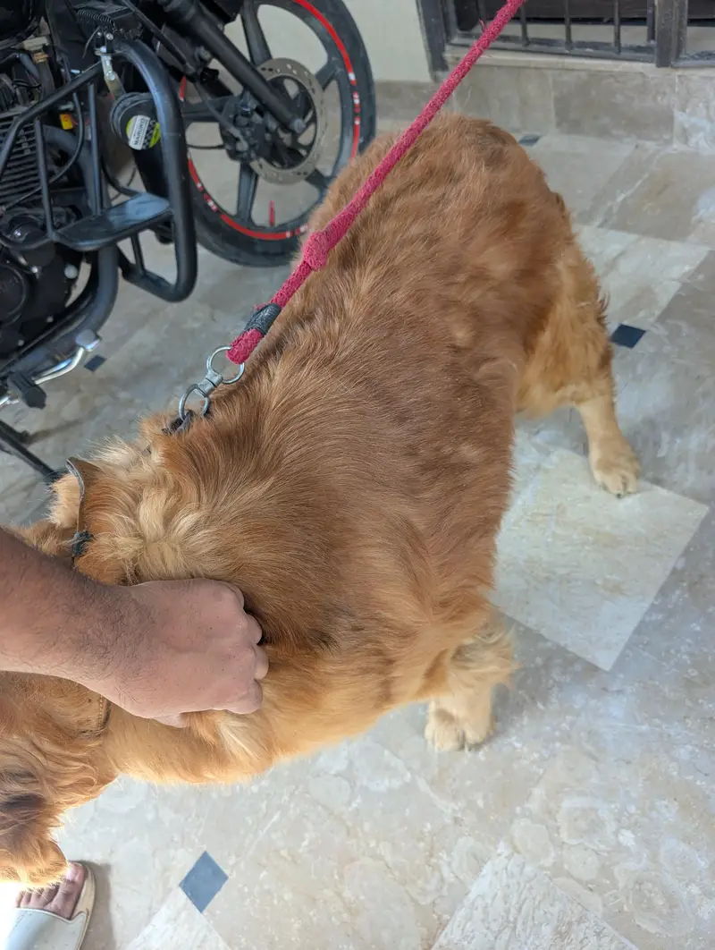 golden retriever female — photo 11