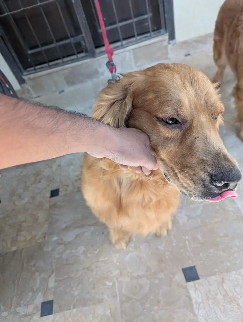 golden retriever female — photo 12
