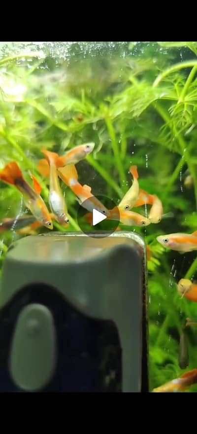 reasonable price exotic guppies