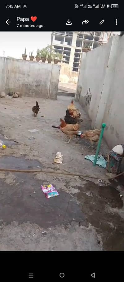 Hens male and female