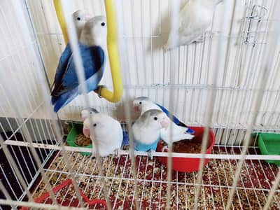 love birds