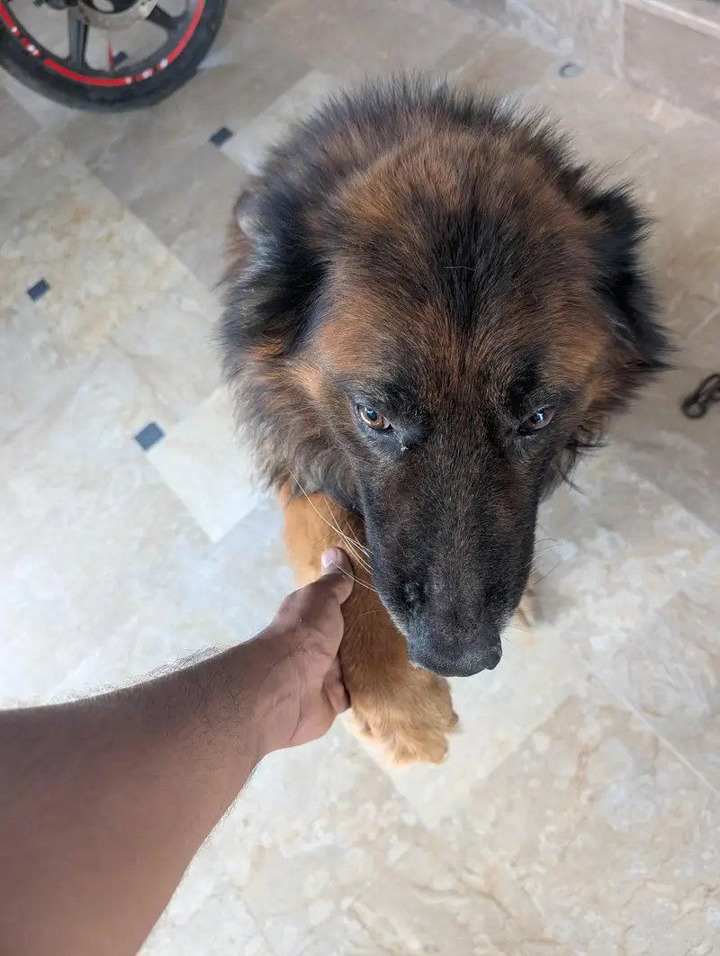 German Shepherd
