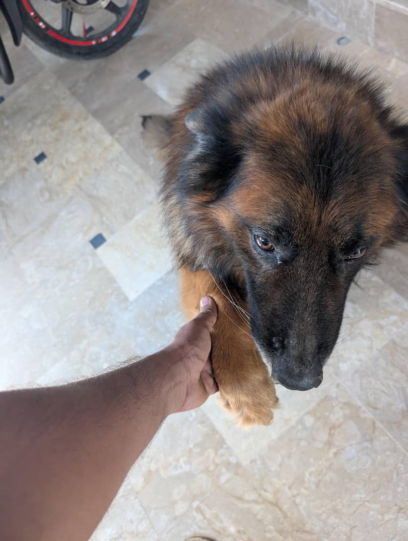 German Shepherd 1