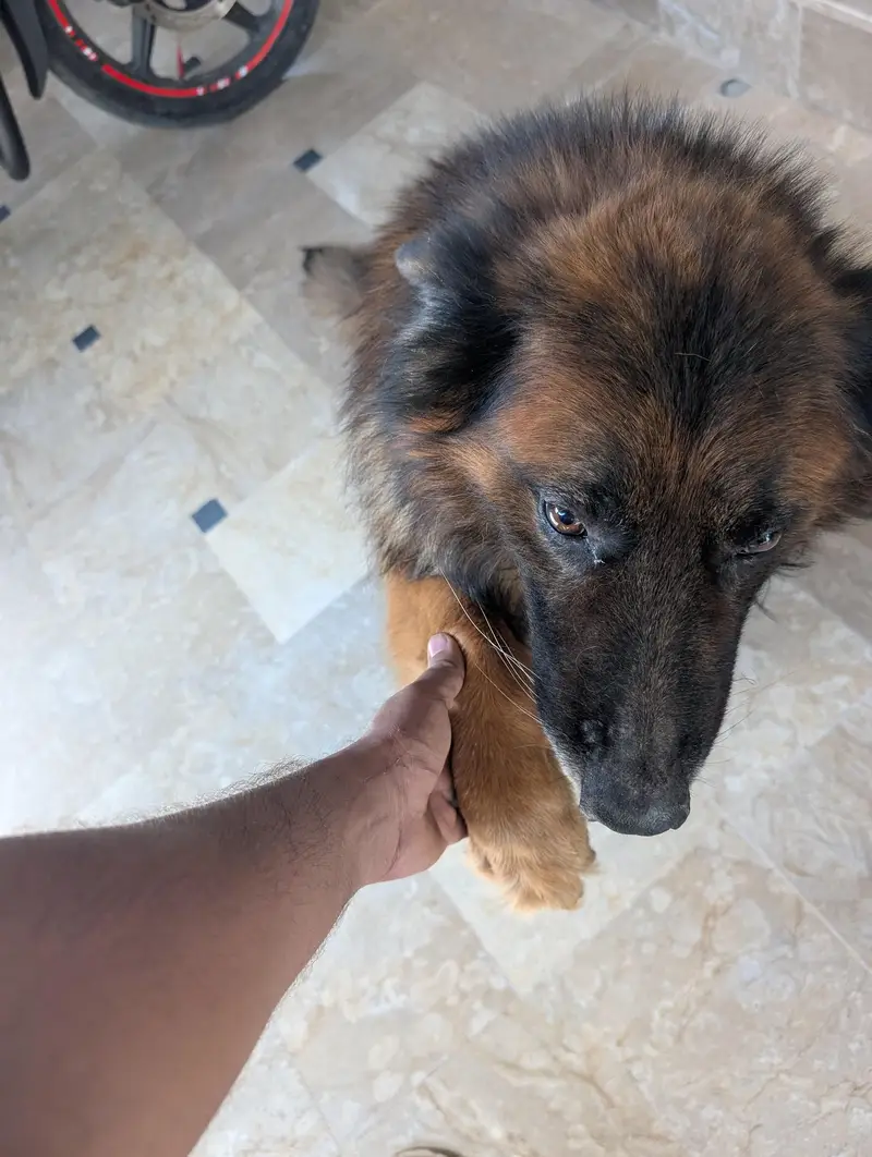 German Shepherd — photo 2