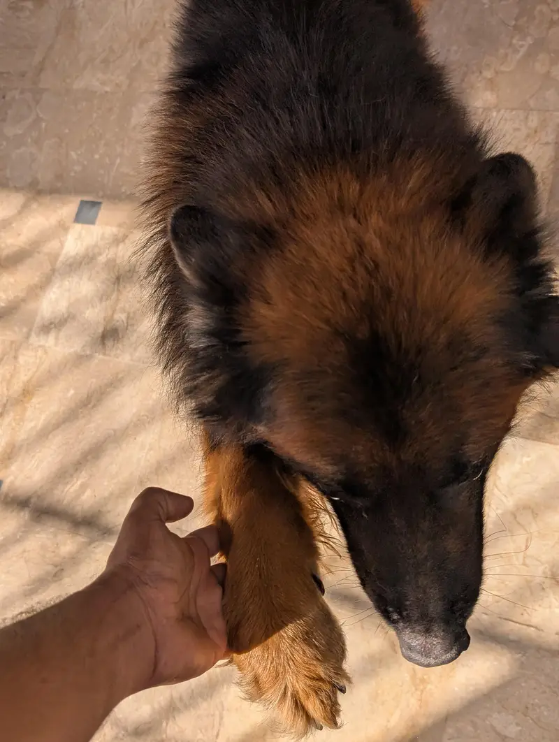 German Shepherd — photo 3