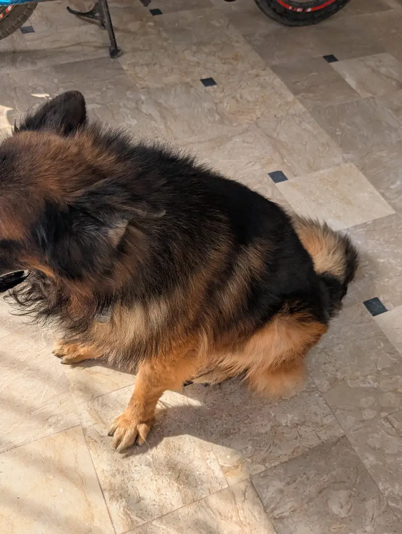 German Shepherd — photo 4