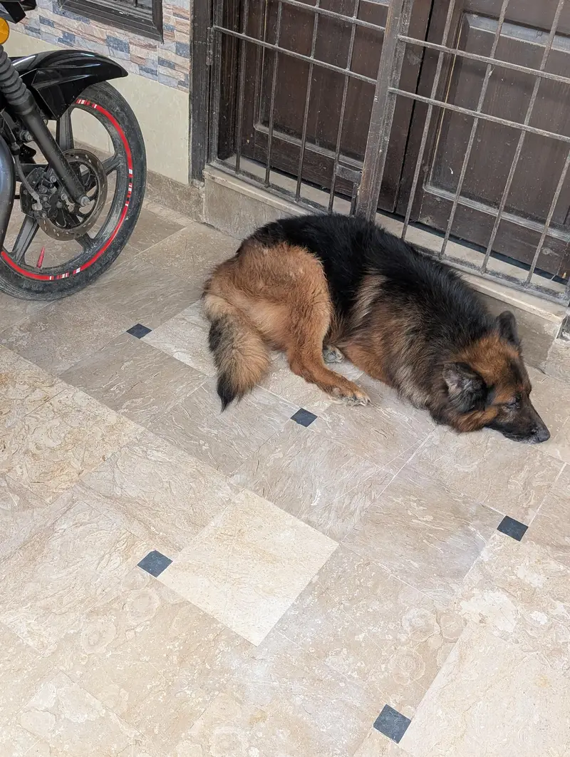 German Shepherd — photo 5