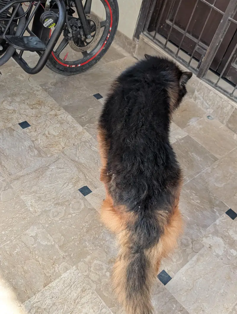 German Shepherd — photo 6