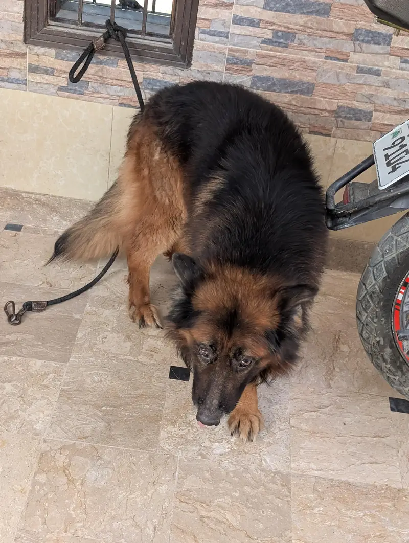 German Shepherd — photo 8