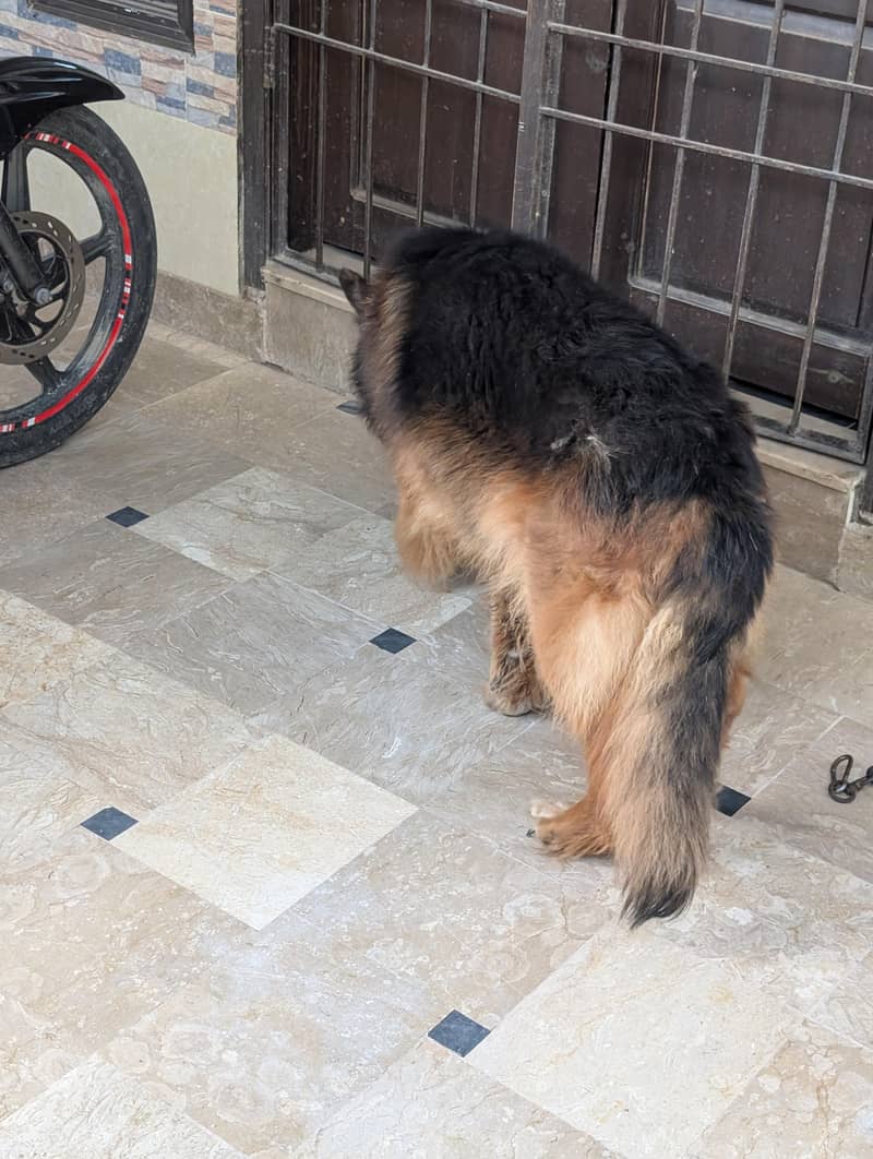 German Shepherd 8