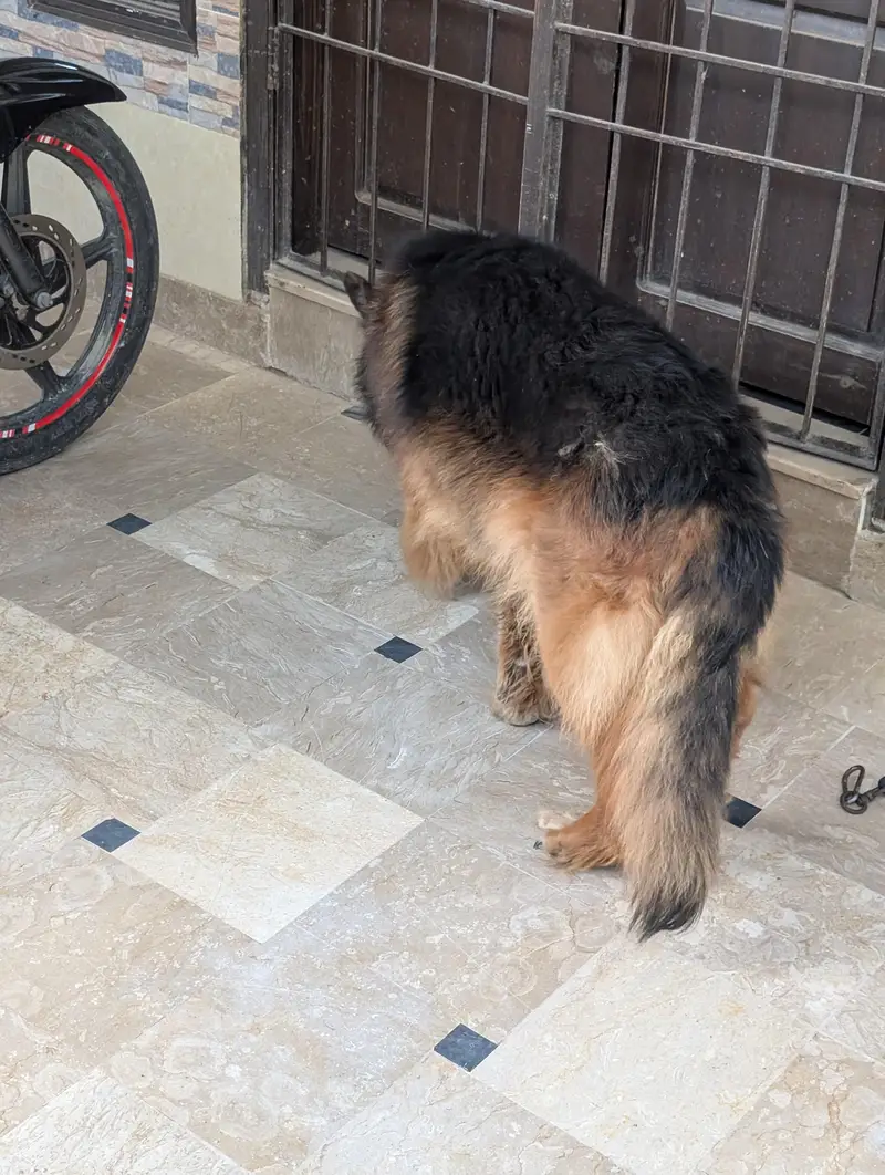 German Shepherd — photo 9