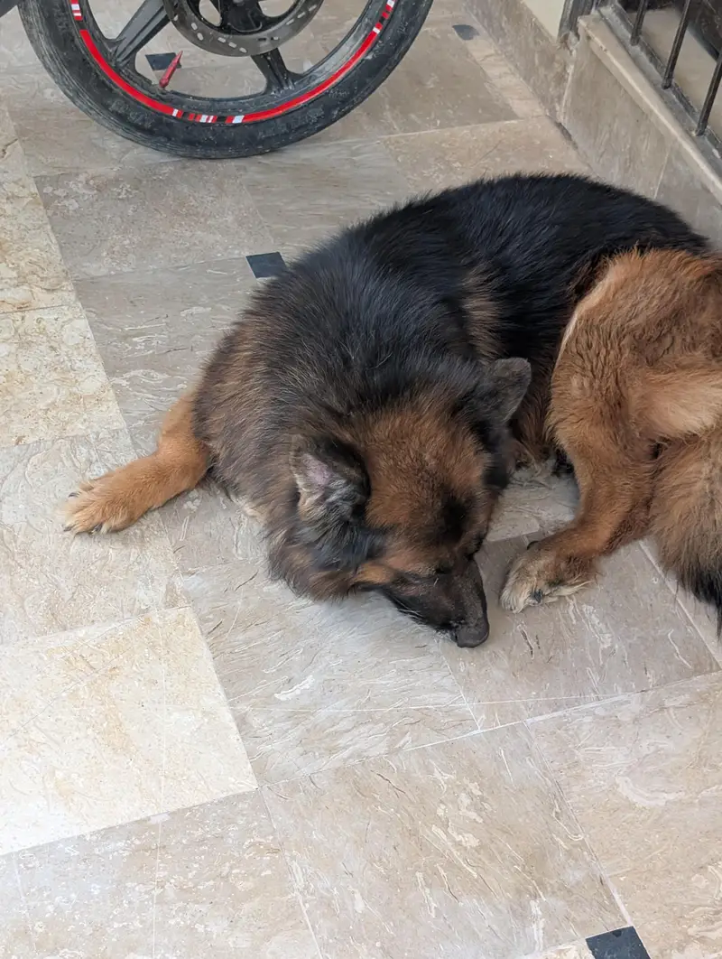 German Shepherd — photo 10