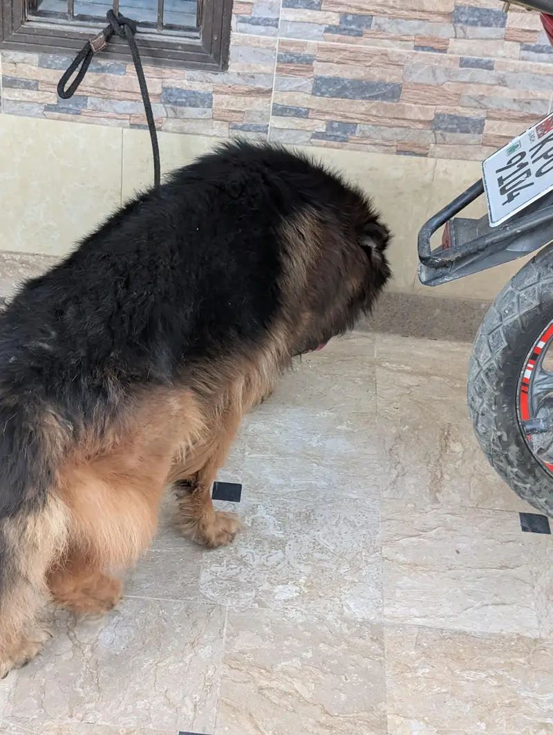 German Shepherd — photo 11